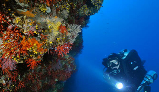 Immersioni e snorkeling